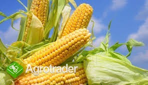SPRZEDAM KUKURYDZĘ