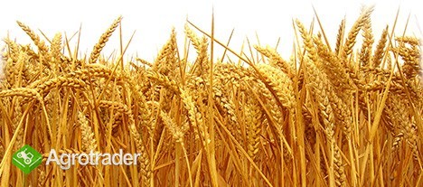Kupię zboża