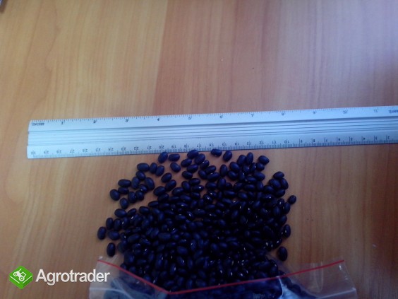  Sprzedam Fasola - zdjęcie 2