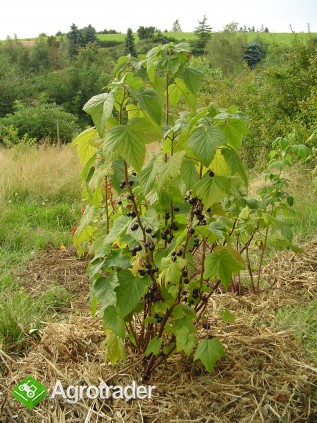 Porzeczka Triton BIO, ekologiczna, sadzonka 100 cm