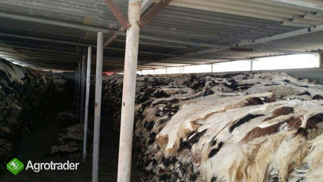 skóry owiec i kozy - zdjęcie 5