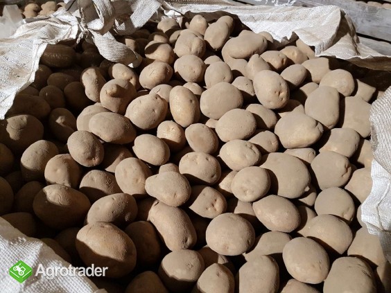 ziemniaki żółte i czerwone w ilościach tirowych