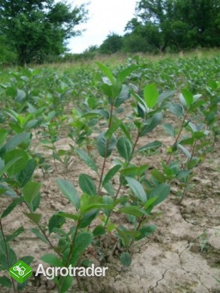 sprzedam sadzonki aronii