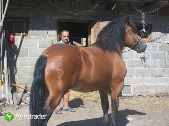 Sprzedam żrebaka dwuletniego.