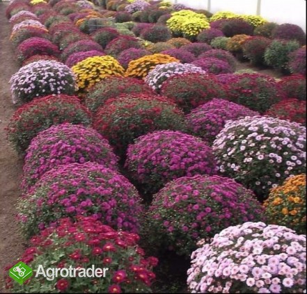 Chryzantemy drobnokwiatowe - zdjęcie 1