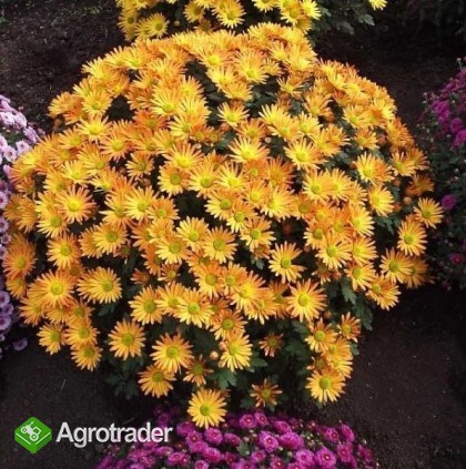 Chryzantemy drobnokwiatowe - zdjęcie 2