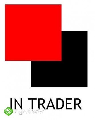 Prosięta i warchlaki