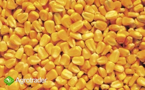 kupię kukurydzę ,.,