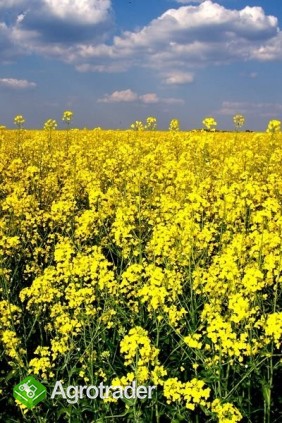 kupię rzepak