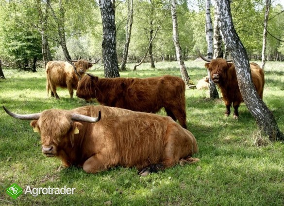Sprzedam bydło rasy Highland - zdjęcie 1