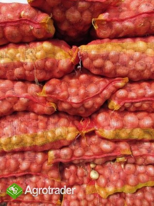 cebula z Egiptu - zdjęcie 1