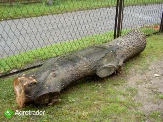 Sprzedam dwa pnie orzecha włoskiego - zdjęcie 1