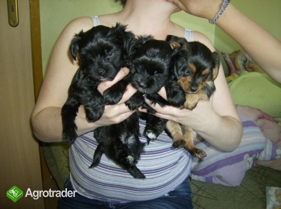 yorki mieszance - zdjęcie 1