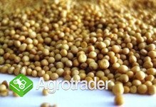 Zboża z Ukrainy - zdjęcie 2