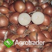 Dymka Cebuli Odmiany Zimujące