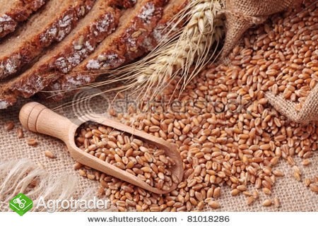 SKUPUJEMY PSZENICĘ PASZOWĄ