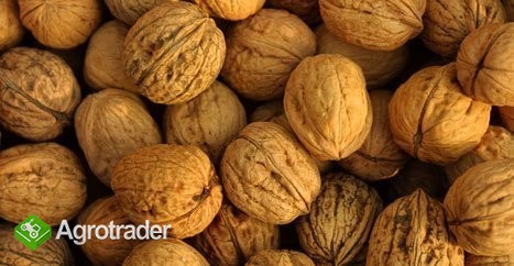 ORZECHY WŁOSKIE - SPRZEDAM