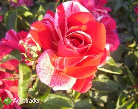 SPRZEDAM RÓŻE PIENNE , RABATOWE