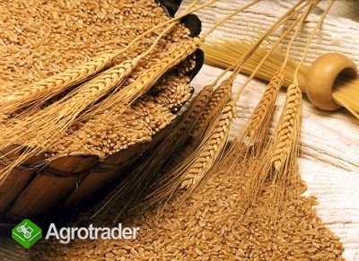 SKUP / SPRZEDAZ ZBOZA