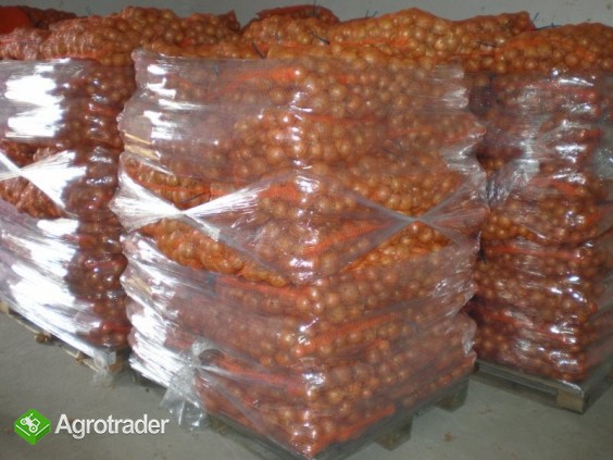 Zwiebel - zdjęcie 1