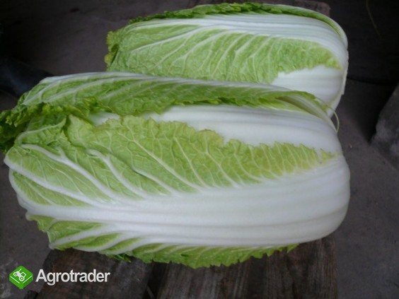 Kapusta pekińska - Sprzedam (0,8-2kg)