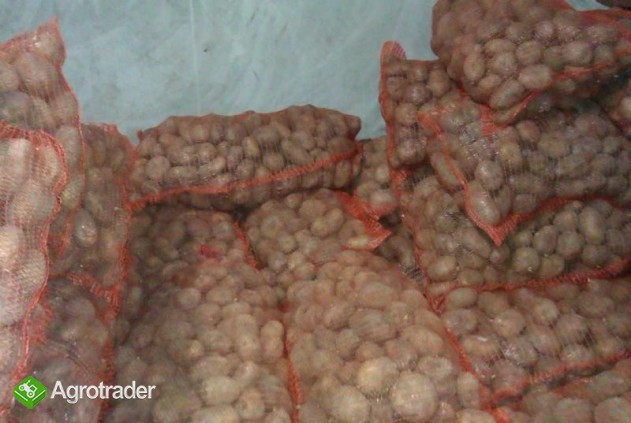 Sprzedam denary ok 10 ton