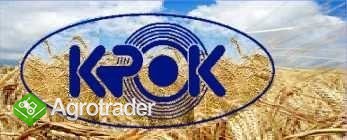 Milk thistle (Silybum marianum )