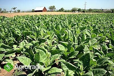 ---KURIER-- BLEND 10 KG 24 H